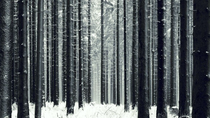 Winter_Slender_winter_forest_053887_